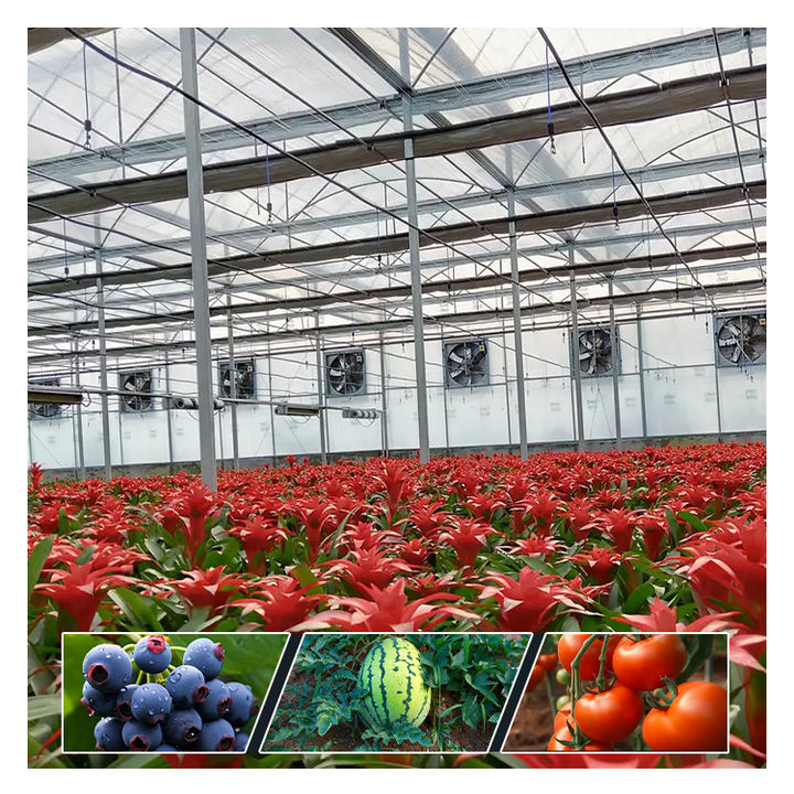 Agricultural  Greenhouse vegetable greenhouse hoop green house Commercial Economic Tunnel Plastic Film Tomato Greenhouse