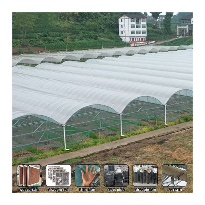 Agricultural  Greenhouse vegetable greenhouse hoop green house Commercial Economic Tunnel Plastic Film Tomato Greenhouse