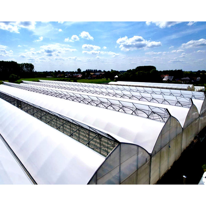 Agricultural Multi-span Plastic Film Greenhouse for Hydroponic System Galvanized Frame Polycarbonate Sheet Covered Tomatoes