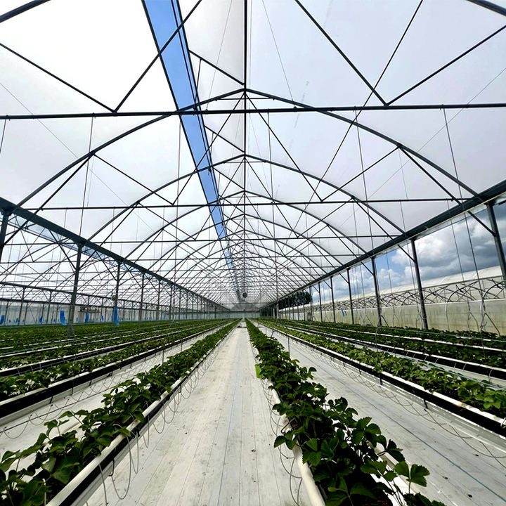 Agricultural Multi-span Plastic Film Greenhouse for Hydroponic System Galvanized Frame Polycarbonate Sheet Covered Tomatoes