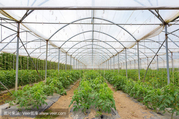 Agricultural multi-span plastic film greenhouses for growing vegetables and flowers are easy to assemble