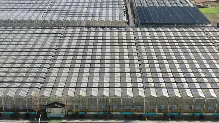 Agriculture Tomato Horticulture Multi Span Green House Metal Frame Venlo Tempered Glass Greenhouses Price