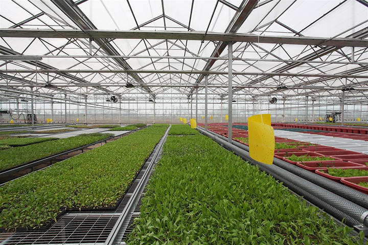 Agriculture Tomato Horticulture Multi Span Green House Metal Frame Venlo Tempered Glass Greenhouses Price Industrial Bulk Supply