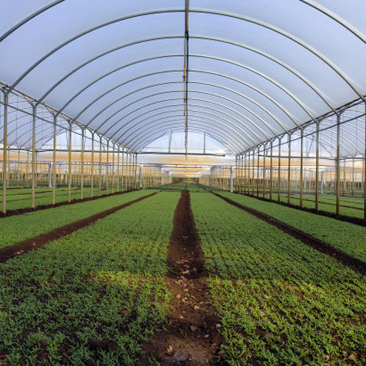 Commercial Tunnel Hydroponic Systems Single-span Greenhouses Equipment For seeding breeding  Single-span Greenhouses Bulk Wholesale