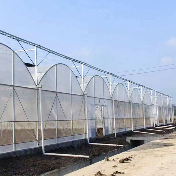 Continuous thin film greenhouse of vegetables, fruits, and melons in a continuous film greenhouse