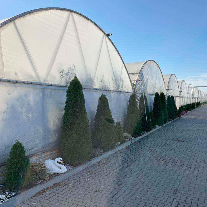 Continuous thin film greenhouse of vegetables, fruits, and melons in a continuous film greenhouse