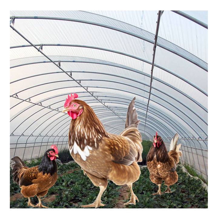 Easily Assembled agricultural Single span thin film Garden Green house for flower and seed Low cost tunnel greenhouse Factory Direct Sales Chain