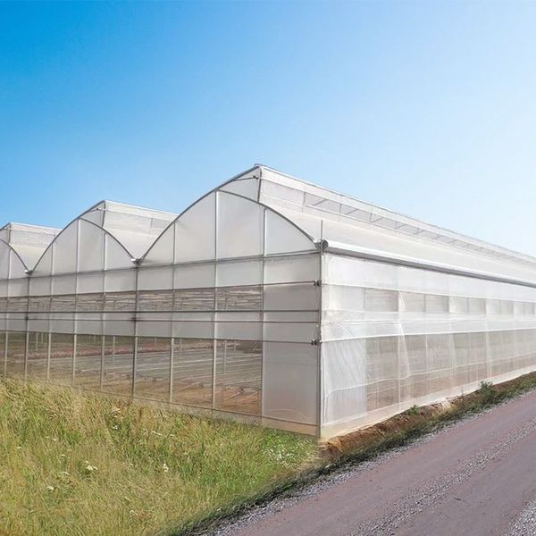 Galvanized Steel Frame Single Span Pe Film Greenhouse For Agriculture Low Cost Tunnel Greenhouse For Flowers Plant