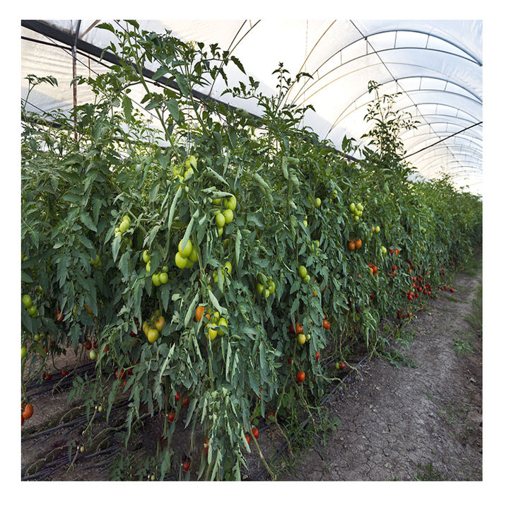 Greenhouses Suppliers Tomato Multispan Chineese Greenhouse Plastico Invernadero Agriculture Greenhouse Fram