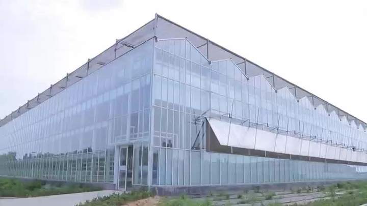 High Temperature Zone Green House Metal Frame Agriculture Greenhouse 500 Square Meters Single Layer Agricultural Greenhouses Bulk Purchase Discounts