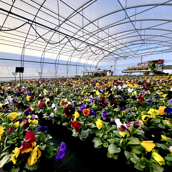 High Tunnel Agriculture Solar Film Single Span Pe Greenhouses Dome Greenhouse For Agriculture Low Cost Tunnel Greenhouse China Bulk Supplier Customization