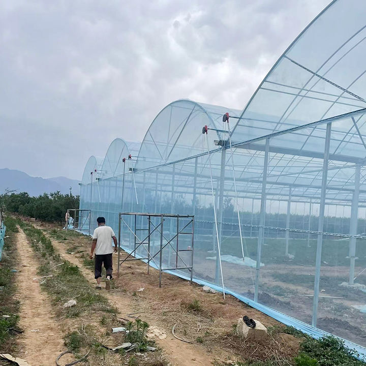 Hot Selling Large Scale Greenhouses Vegetable Planting Galvanized Steel Frame Film Agriculture Rain Shelter greenhouse