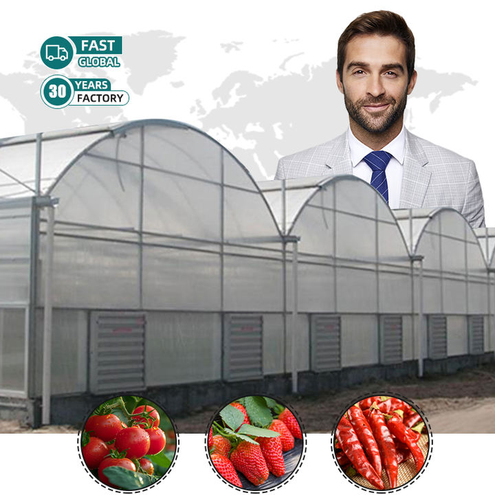 Hot sale Low cost agricultural greenhouses tomato green house Hydroponic Greenhouses for Vegetable Production