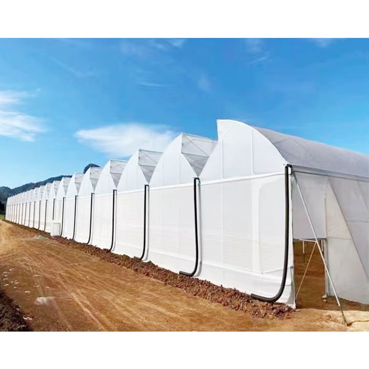 Hot-selling Multi span greenhouse agriculture polycarbonate green house greenhouse for strawberry grape raspberry