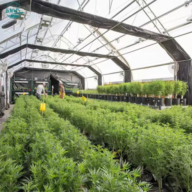 Invernadero de dientes de sierra tropical are low cost single span plastic film tropical cross top sawtooth greenhouse Factory Direct Sales