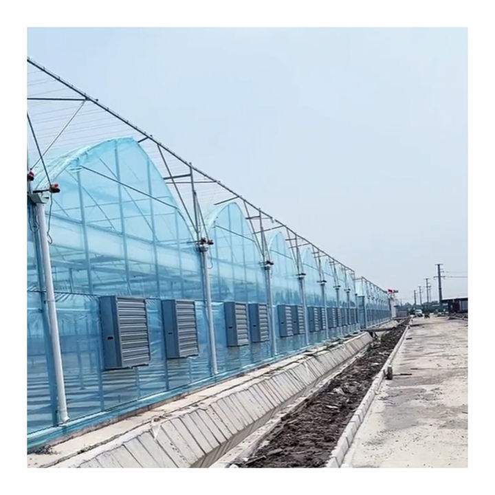 Manufactures Plastic Polytunnel Tomato Green house multi span Film Agriculture Low Cost Tunnel Greenhouse  For Sale Wholesale Factory Customization
