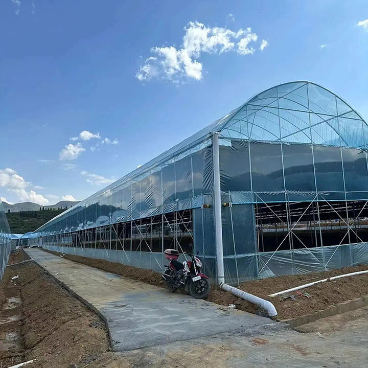Manufactures Plastic Polytunnel Tomato Green house multi span Film Agriculture Low Cost Tunnel Greenhouse  For Sale Wholesale Factory Customization