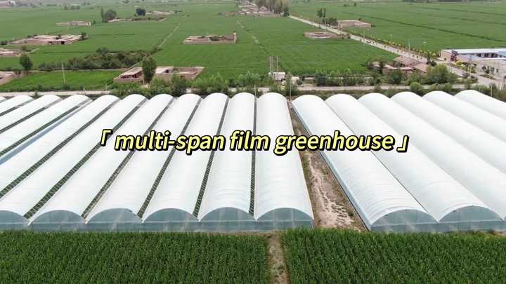 Multi Span Film Greenhouse Turnkey Solution Agricultural Tomato Hydroponics Green House For Sale