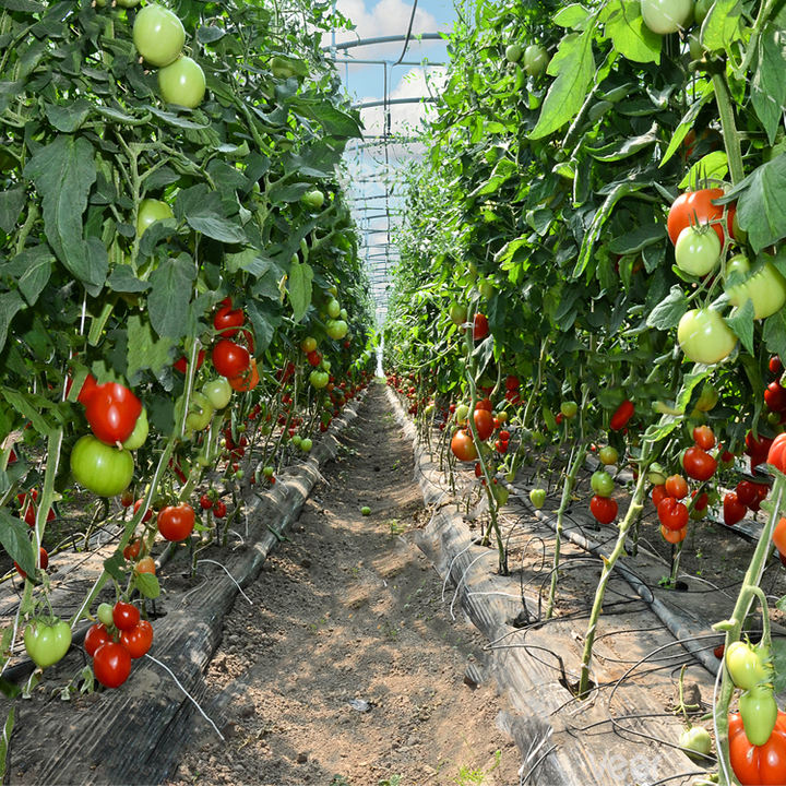 Multi Span Film Greenhouse Turnkey Solution Agricultural Tomato Hydroponics Green House For Sale