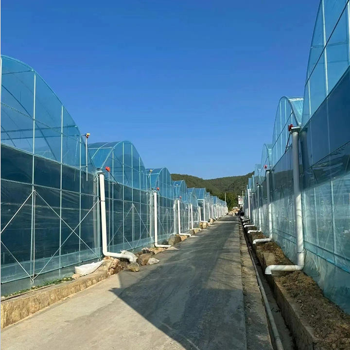 Multi Span Film Greenhouse Vegetable Hydroponics Agricultural Tomato greenhouse  hot galvanized steel frame greenhouse Wholesale Distribution