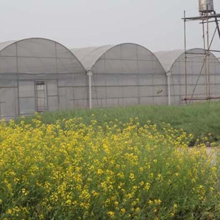 Multi Span Greenhouse Plastic Film  Agricultural Galvanized Frame  Film Greenhouse  Multi Span Greenhouse