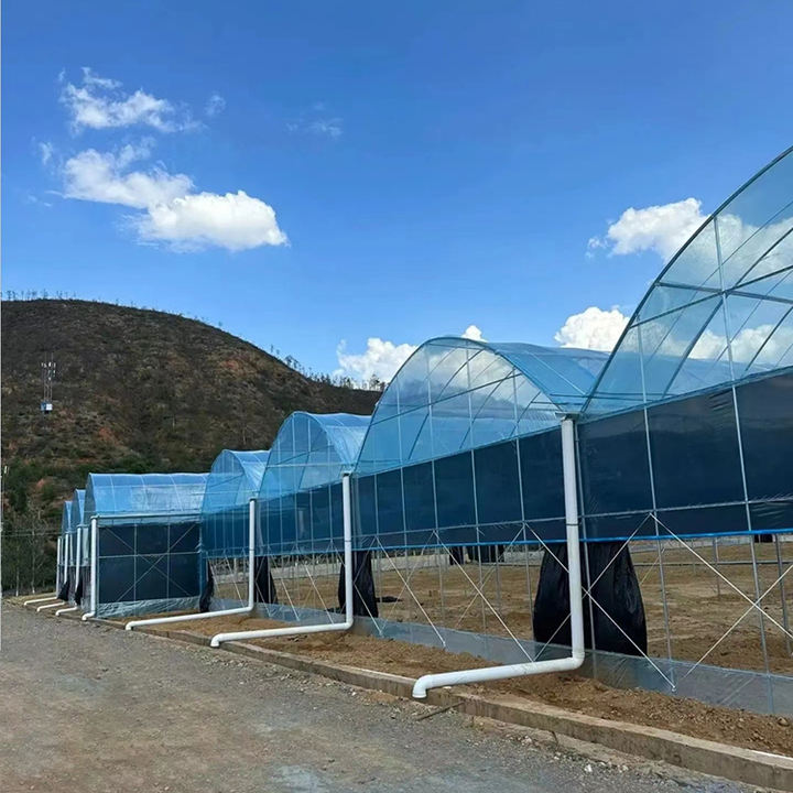 Multi Span Greenhouse Plastic Film  Agricultural Galvanized Frame  Film Greenhouse  Multi Span Greenhouse