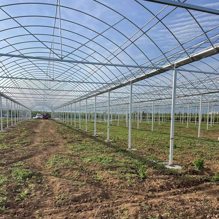 Multi Span Greenhouse Plastic Film  Agricultural Galvanized Frame  Film Greenhouse  Multi Span Greenhouse