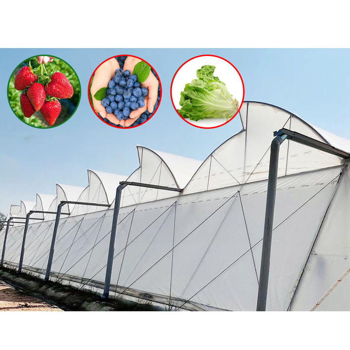Multi-Span Winter Agricultural film Greenhouse vegetable seeding agricultural frame film multi span strawberry greenhouse China Bulk Supplier