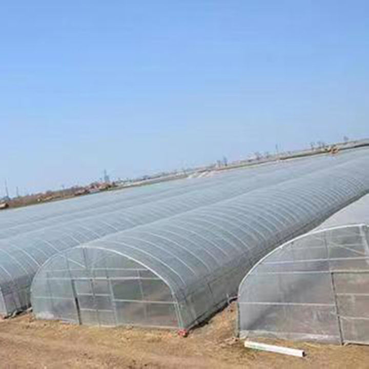 Super Arch Gutter Connect Greenhouse Low Cost Single Span Film Greenhouse For Strawberry And Tomato China Manufacturing Distributor