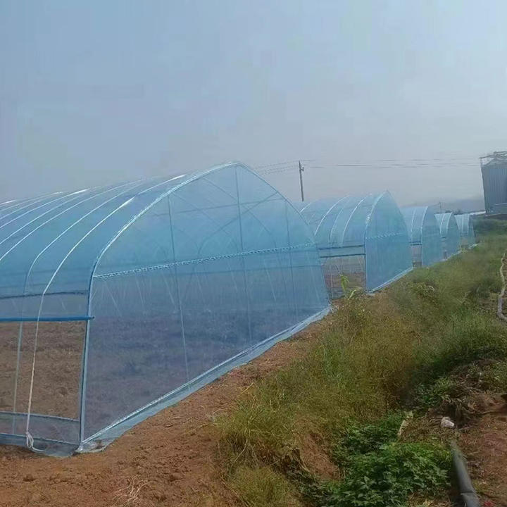 Super Arch Gutter Connect Greenhouse Low Cost Single Span Film Greenhouse For Strawberry And Tomato China Manufacturing Distributor