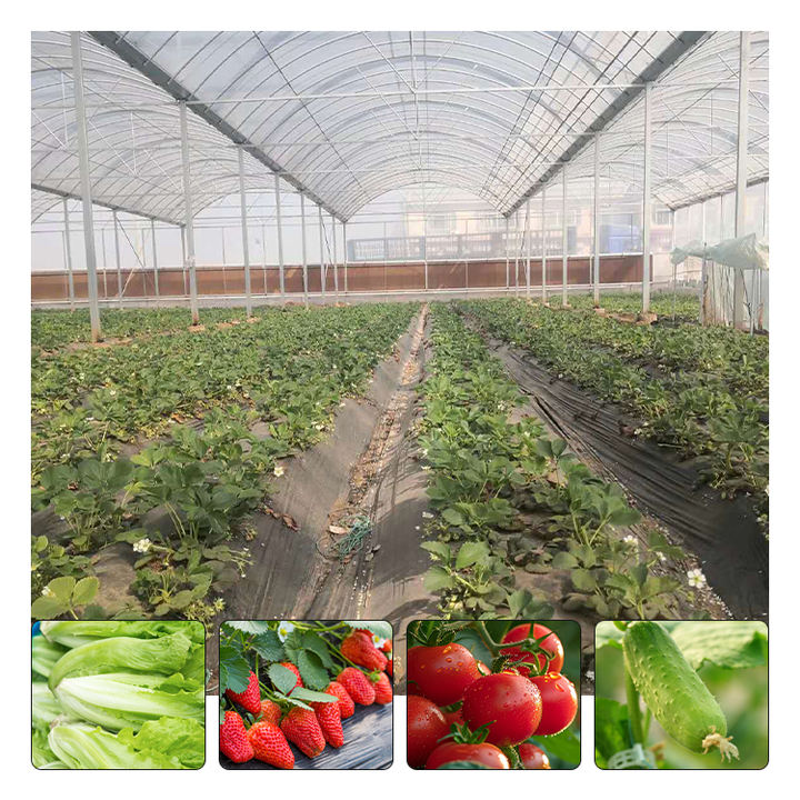 Turnkey prefab Projects Agricultural Tomato Hydroponics invernadero Green House Greenhouse For Sale Direct Wholesale