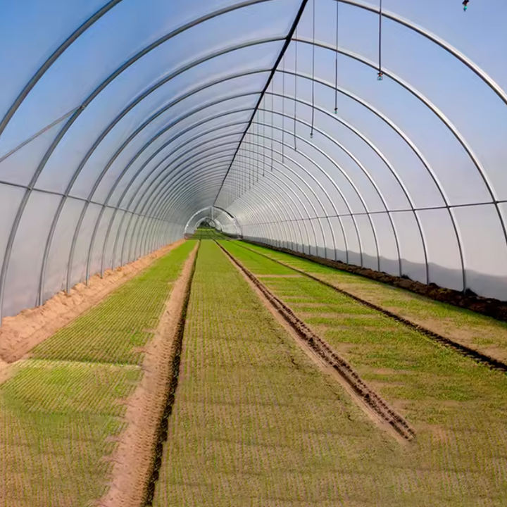 Vegetable planting single simple greenhouse farm greenhouse for Vegetables growing  Single Tunnel Greenhouses