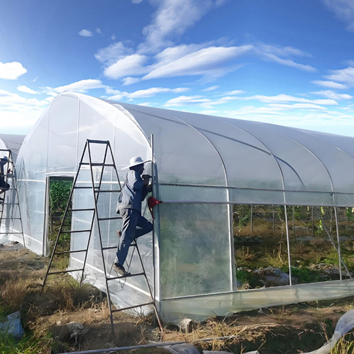 commercial plant Single Span automated  Agricultural Greenhouse Film Steel Frame plastic  tunnel green house for sale