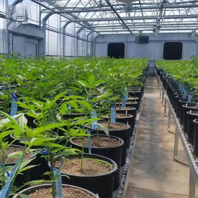 High tunnel agriculture polycarbonate Mushroom greenhouse frame plastic film multi-span greenhouse for sale Factory Wholesale Factory