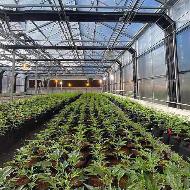 High tunnel agriculture polycarbonate Mushroom greenhouse frame plastic film multi-span greenhouse for sale Factory Wholesale Factory