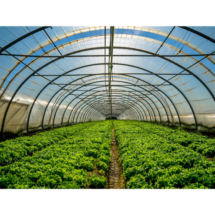 Insulation planting mushroom growing butterflies fish farming watermelon low cost agricultural tomato tunnel greenhouse shed Export Factory Supplier