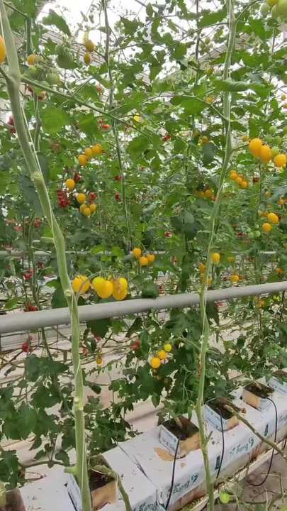 low cost Single-span Polytunnel Greenhouse single span tunnel vegetable greenhouse green house used for sale