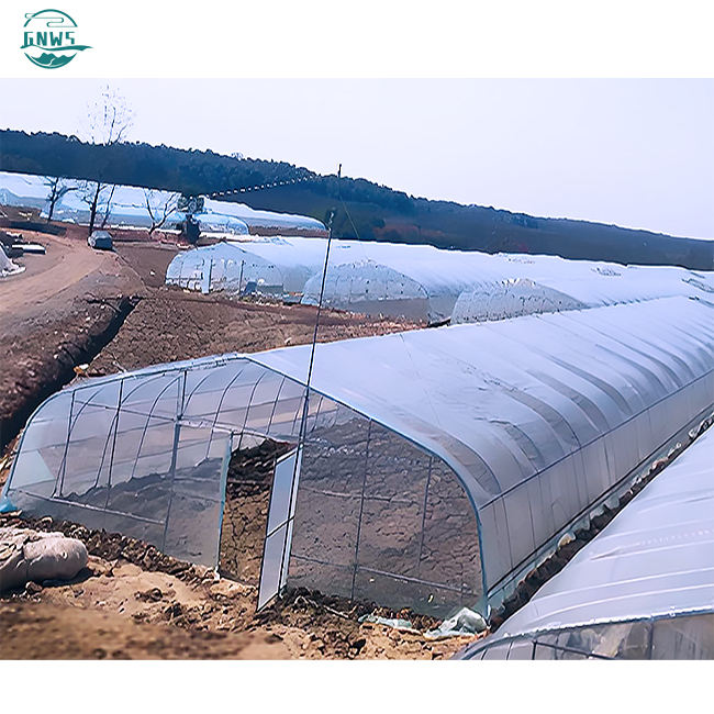 low cost hot sale polytunnel berry pe film single-span tunnel greenhouse agriculture china custom green house for planting