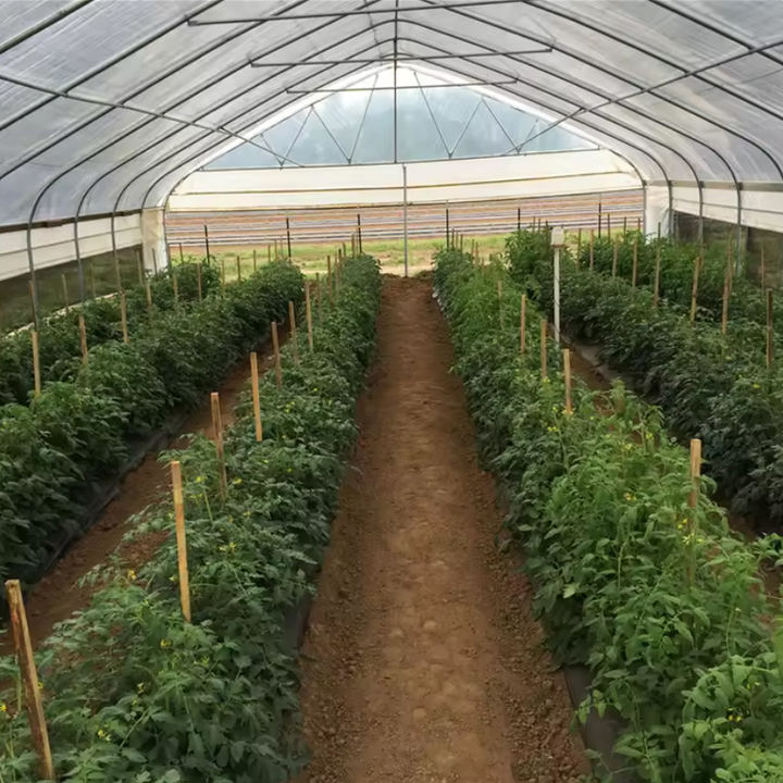 Low cost plastic poly film tunnel grow vegetable greenhouse frame single-span high tunnel agriculture greenhouse for sale Efficient Manufacturing Outlet