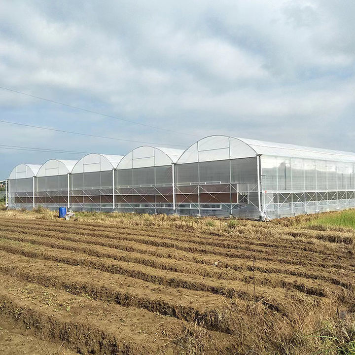 multi span film greenhouse grow vegetables commercial modern seedlings vegetables flowers  multi span greenhouse