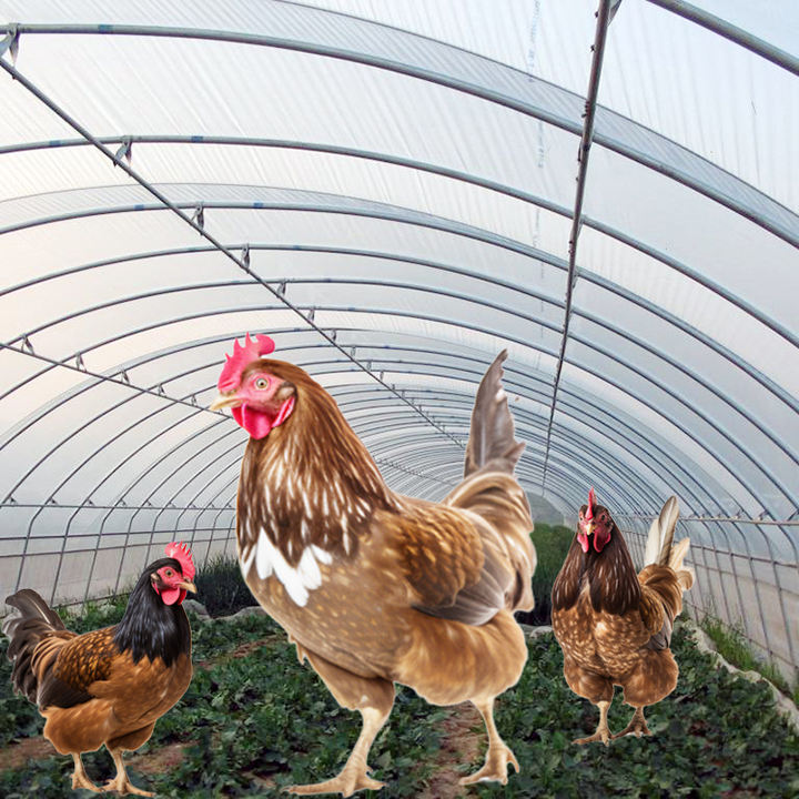 Planting tomato strawberry hydroponic tanzania buy mushroom frame plastic film poultry agriculture tunnel greenhouse for sale Direct from Factory