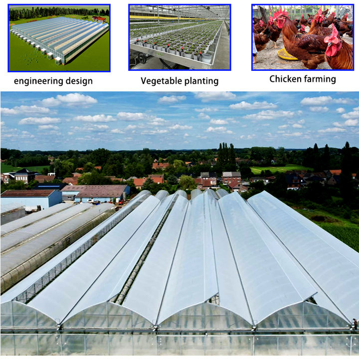 plastic film multi span greenhouse  Tomato strawberry greenhouse Agriculture multi span  Greenhouse