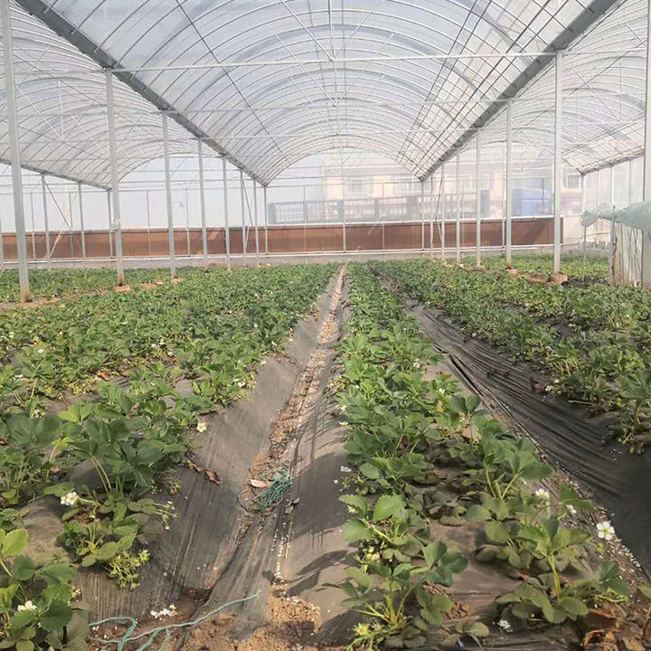 plastic film multi span hidroponic system greenhouse vegetable strawberry  tomato seeds agricultural  green house