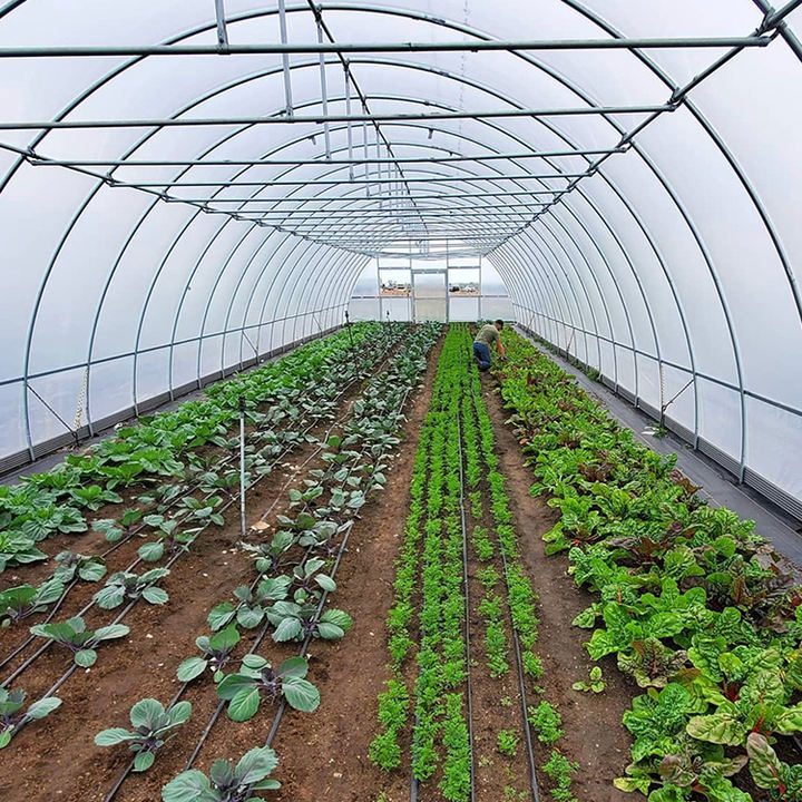 Vegetable planting greenhouse hot dip galvanized plant growing Single span cover film tunnel greenhouse shed Competitive Manufacturing Pricing