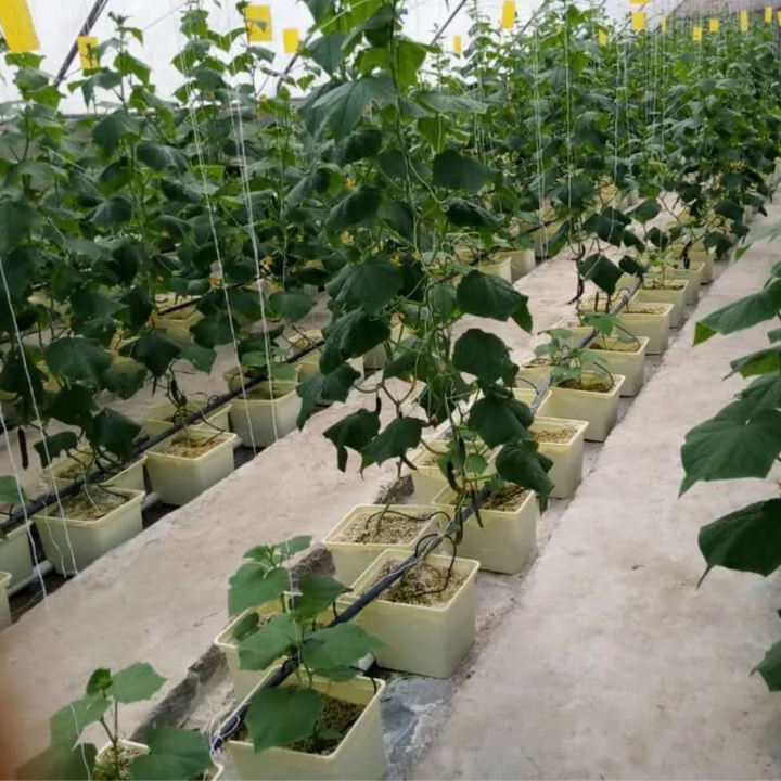 Agriculture  Aeroponic Growing Farming Fodder Vertical Grow Dwc Hydroponic Dutch Bucket System Price For Sale Mass Production