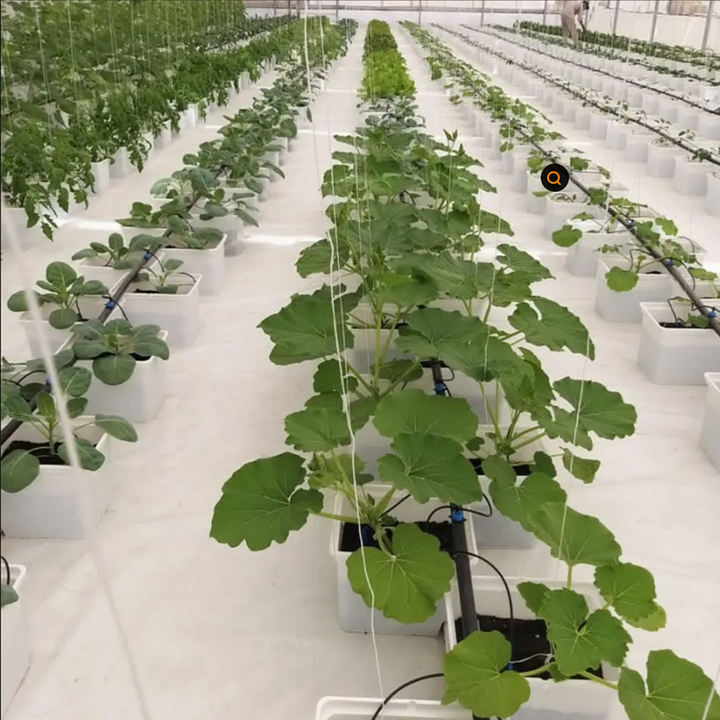 Dutch Flower Bucket Plant Pot Hydroponic Dutch Bucket System With Hydroponics For Turnkey Project Green House Factory Pricing Supply