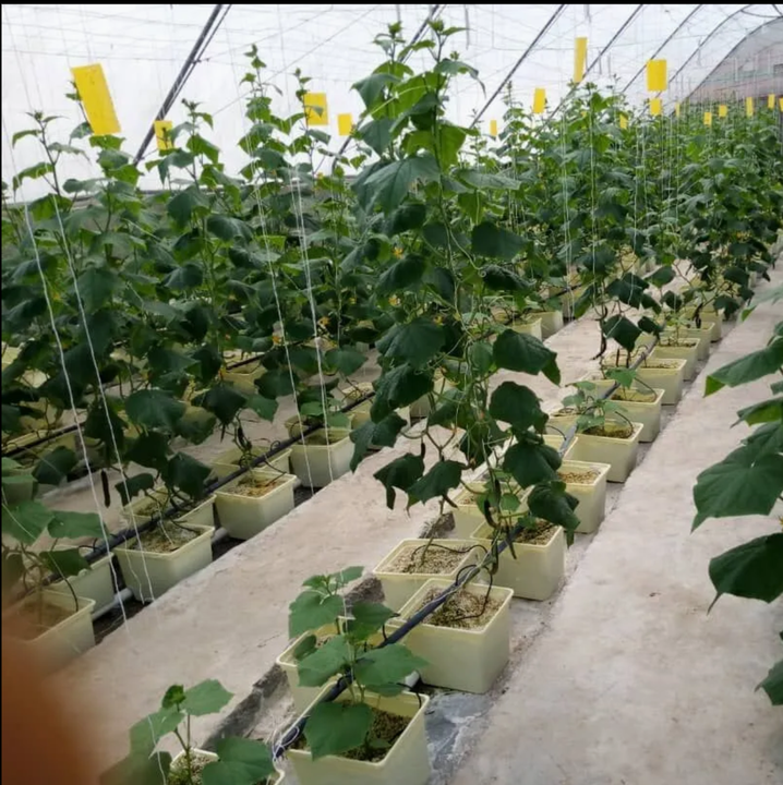 Hydroponic Agricultural Plant Growers Garden Nutrient Solution Dutch Bucket System For Plants Square Pvc Pipe China Exporter B2B