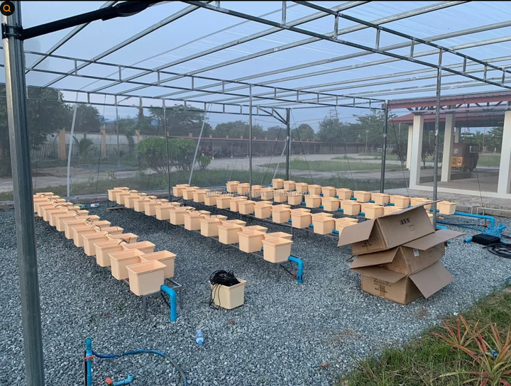 Quick Turnkey Project Agriculture Greenhouse Hydroponic  5 Gallon 20L  Bucket Aeroponic System For  From China Wholesale Factory