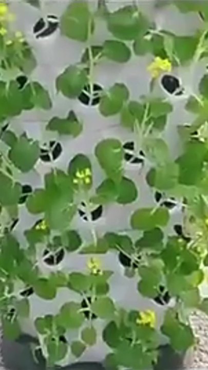 64Holes High Density Hydroponic Tower Growing System In Container With Lights Vertical Hydroponic Tower