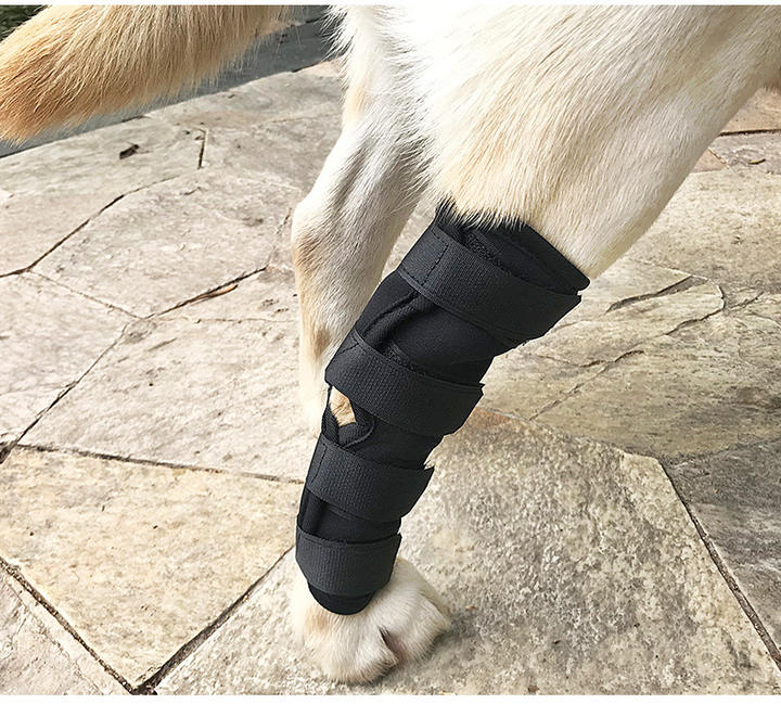 Breathable Dog Knee Support Brace Knee Pads For Hock Joint Wrap Injury Recover Legs Dog Wholesale Trade Supplier Innovation